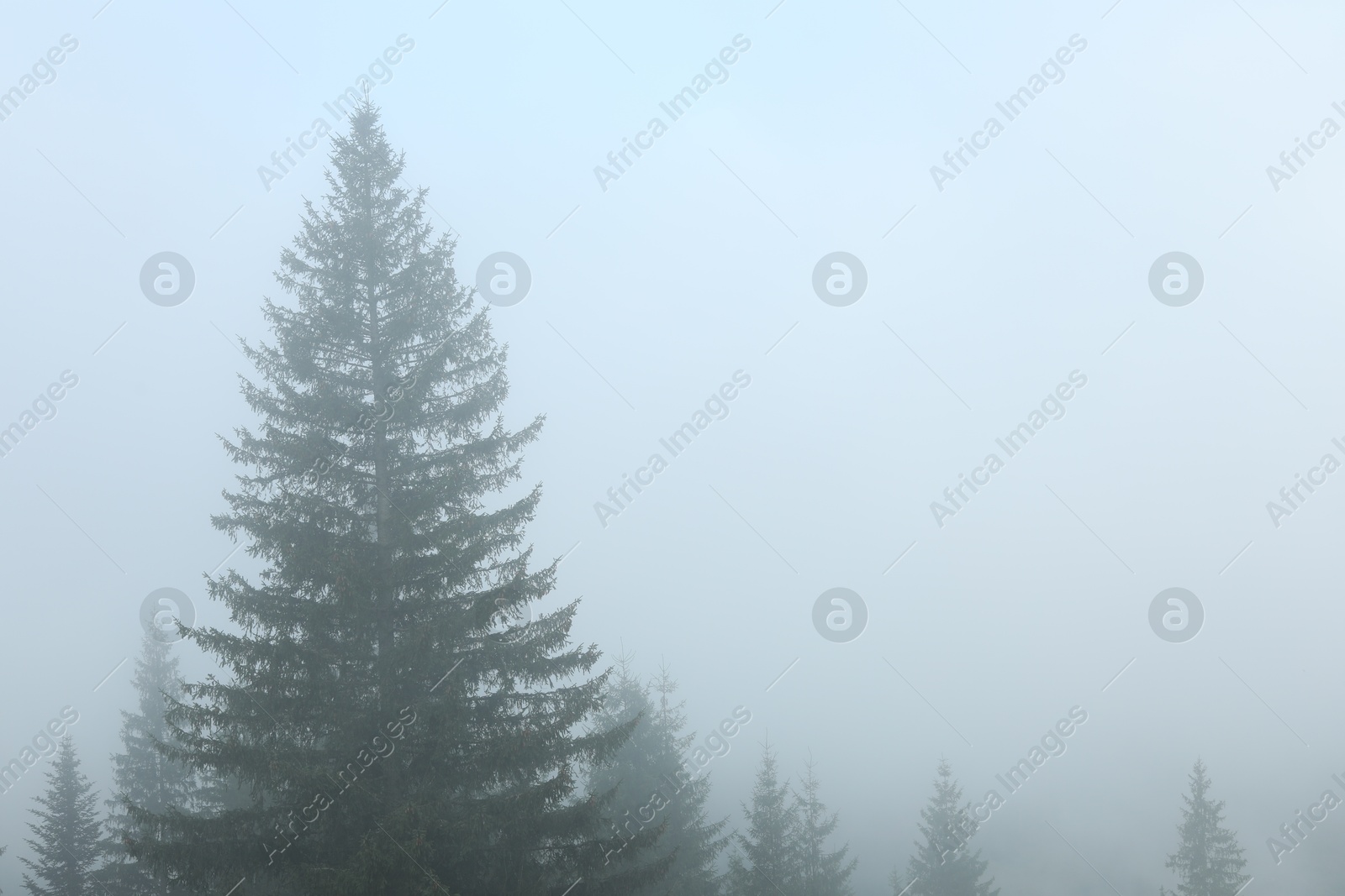 Photo of Beautiful fir trees covered with fog in morning, space for text