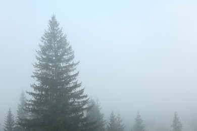 Photo of Beautiful fir trees covered with fog in morning, space for text