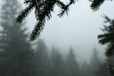 Photo of Cobweb with morning dew drops on fir tree outdoors, closeup