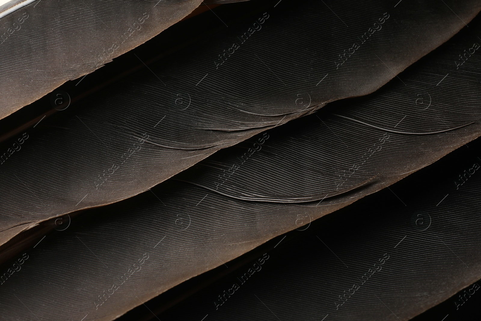 Photo of Beautiful black feathers as background, closeup view