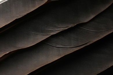 Beautiful black feathers as background, closeup view