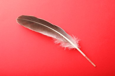 One beautiful feather on red background, top view