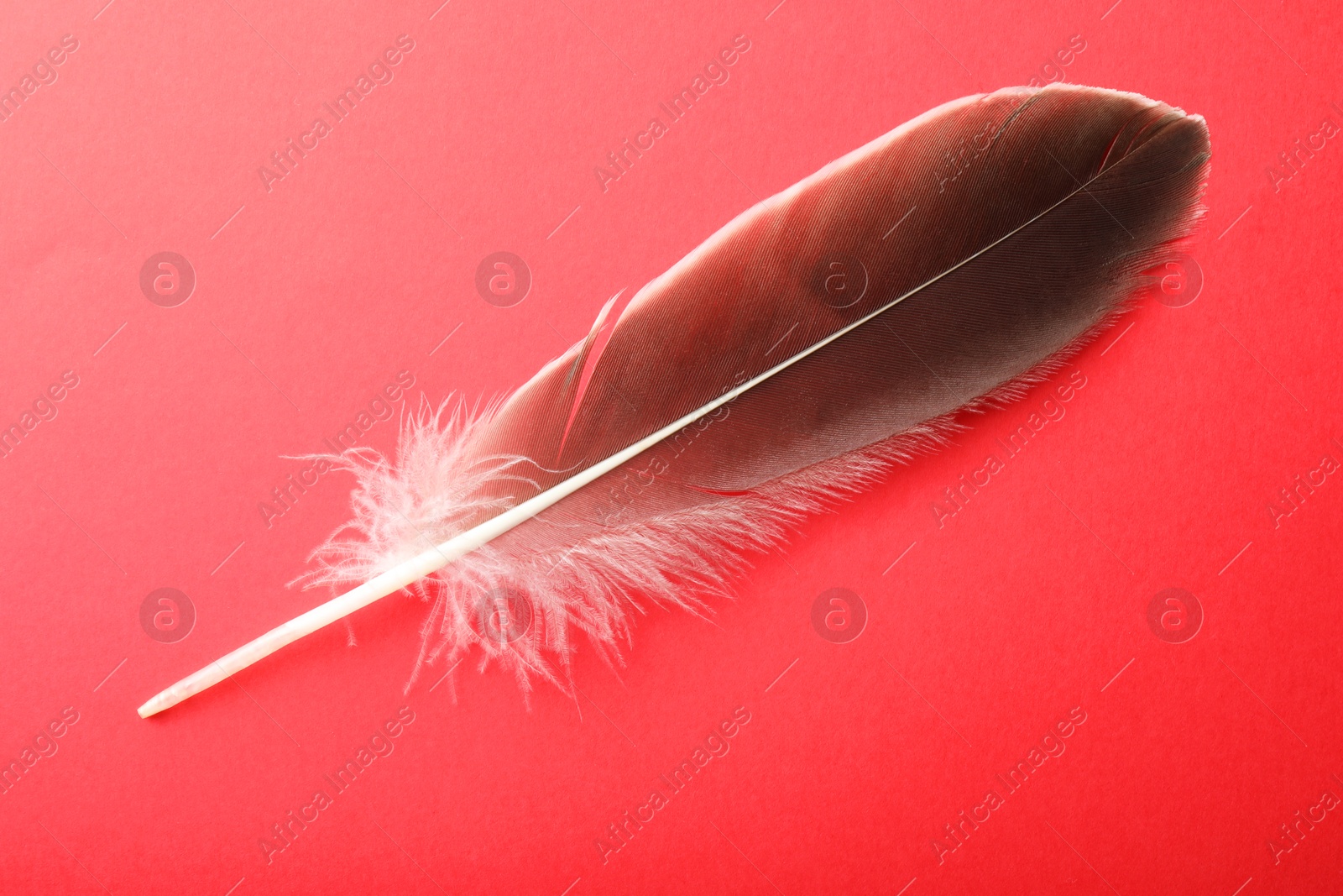 Photo of One beautiful feather on red background, top view