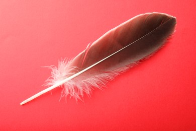 One beautiful feather on red background, top view