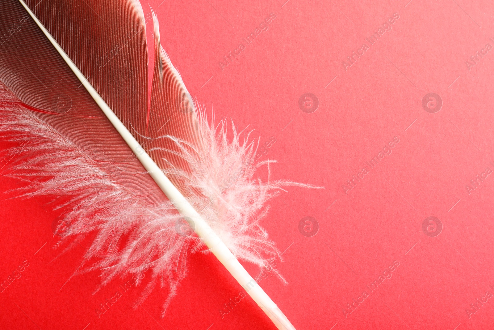 Photo of One beautiful feather on red background, top view. Space for text