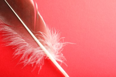 Photo of One beautiful feather on red background, top view. Space for text