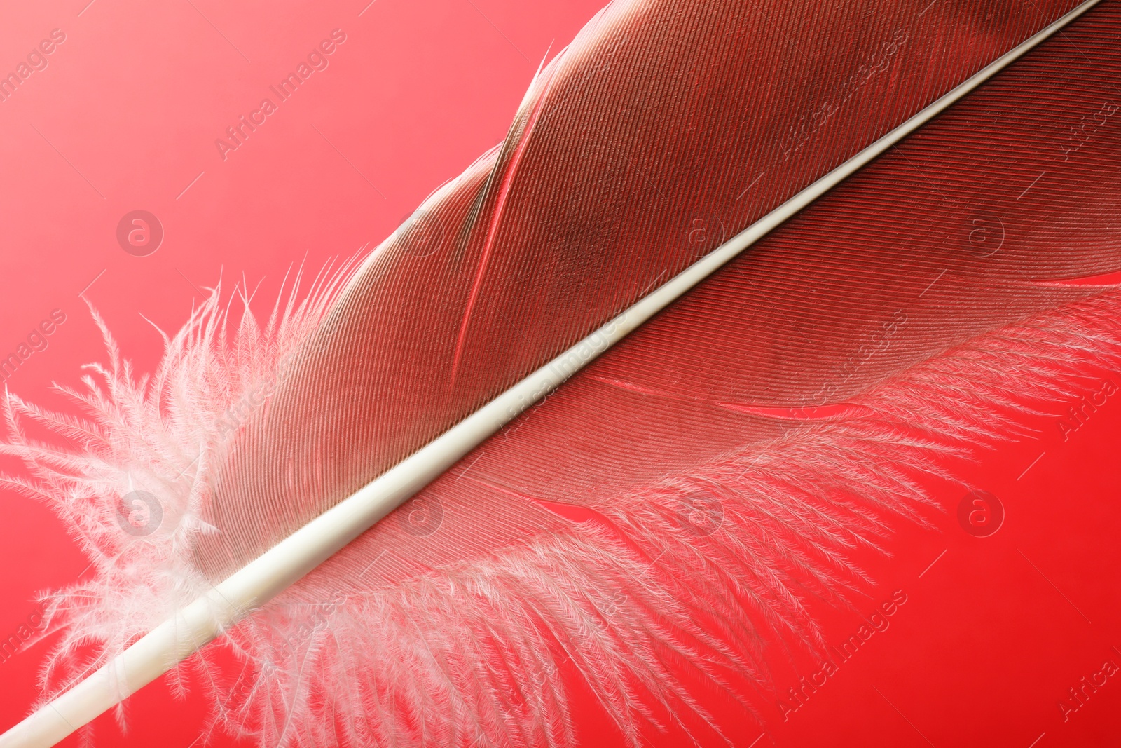 Photo of One beautiful feather on red background, top view