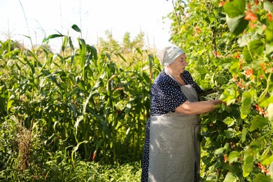 Photo of Senior farmer picking fresh pea pods outdoors, space for text