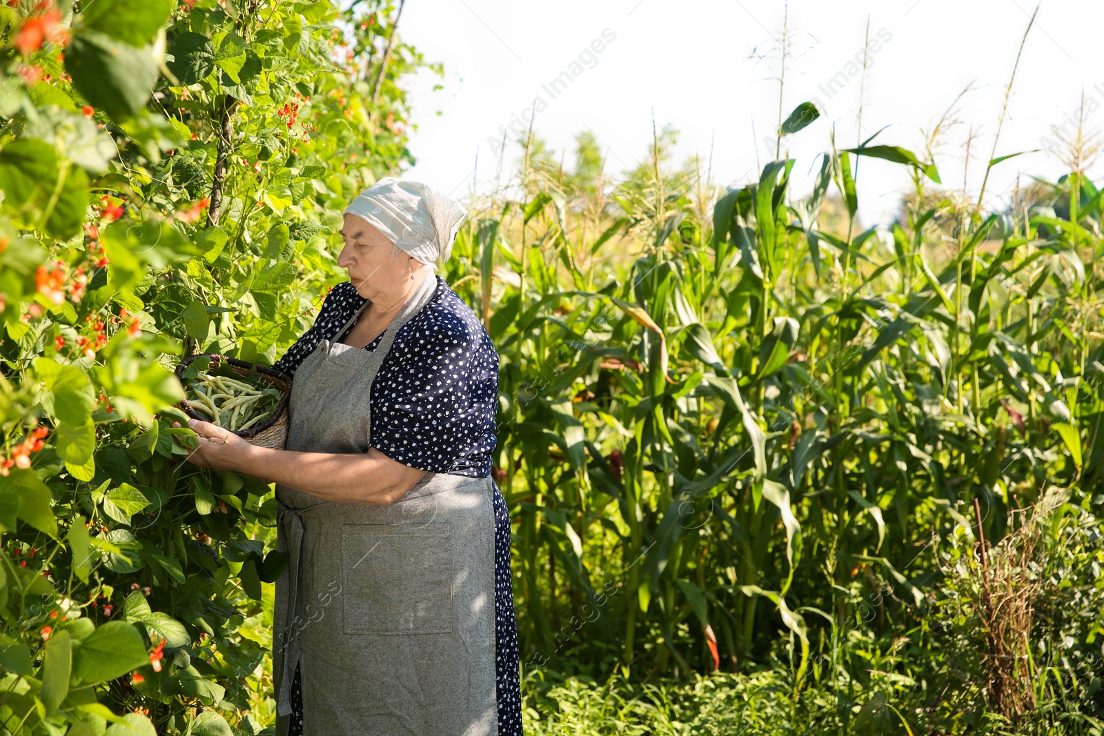 Photo of Senior farmer picking fresh pea pods outdoors, space for text