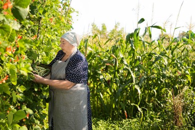 Senior farmer picking fresh pea pods outdoors, space for text