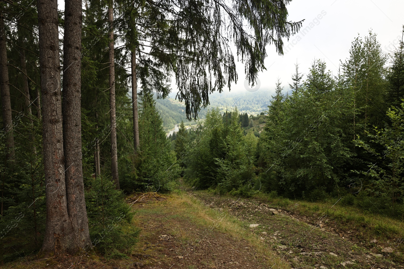 Photo of Beautiful forest with green trees in mountains