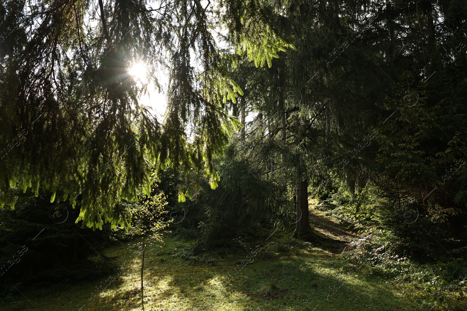 Photo of Beautiful forest with green trees in mountains on sunny day