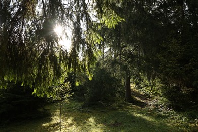 Photo of Beautiful forest with green trees in mountains on sunny day