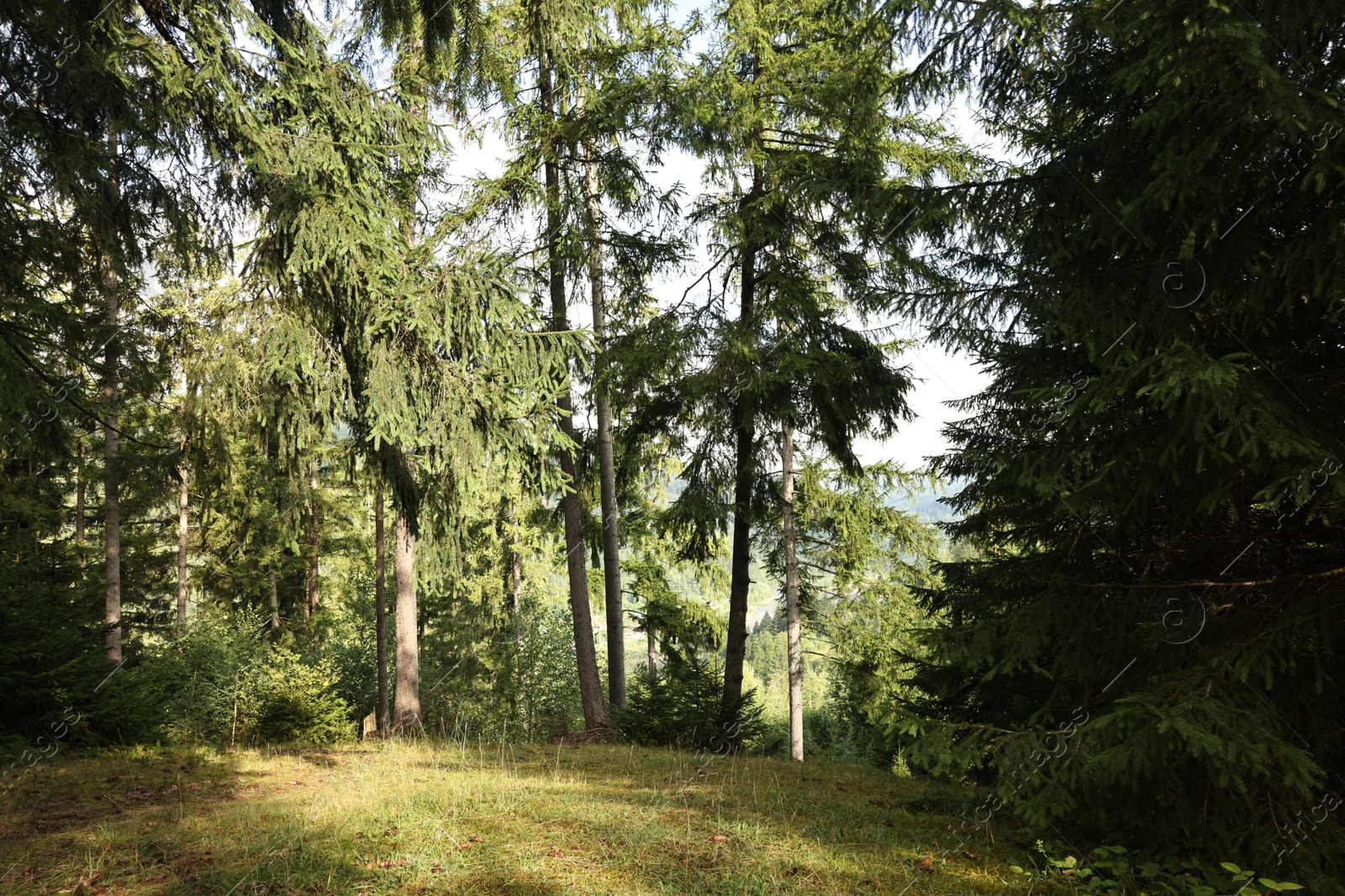 Photo of Beautiful forest with green trees in mountains