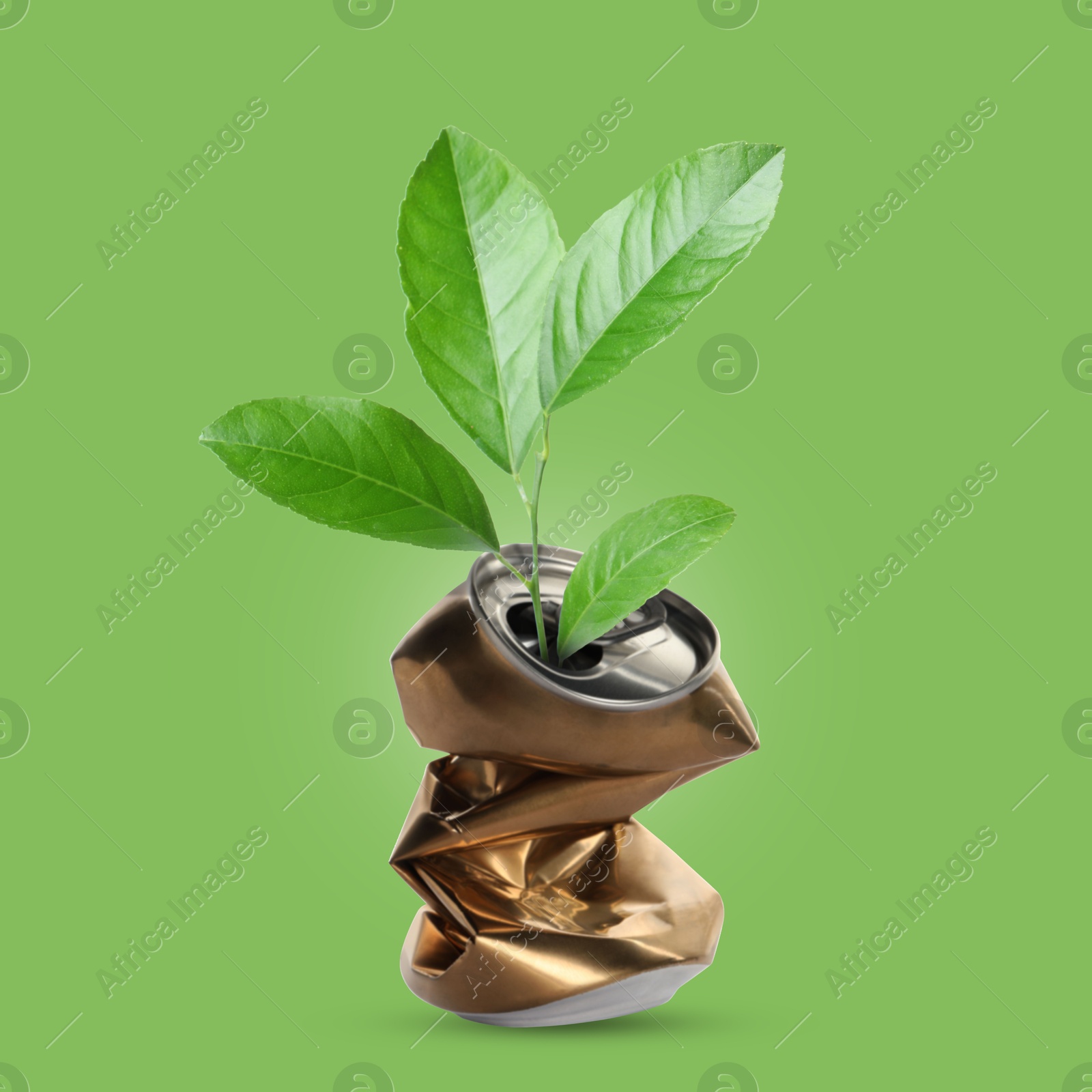 Image of Seedling with leaves growing from crumpled can on green background. Recycling