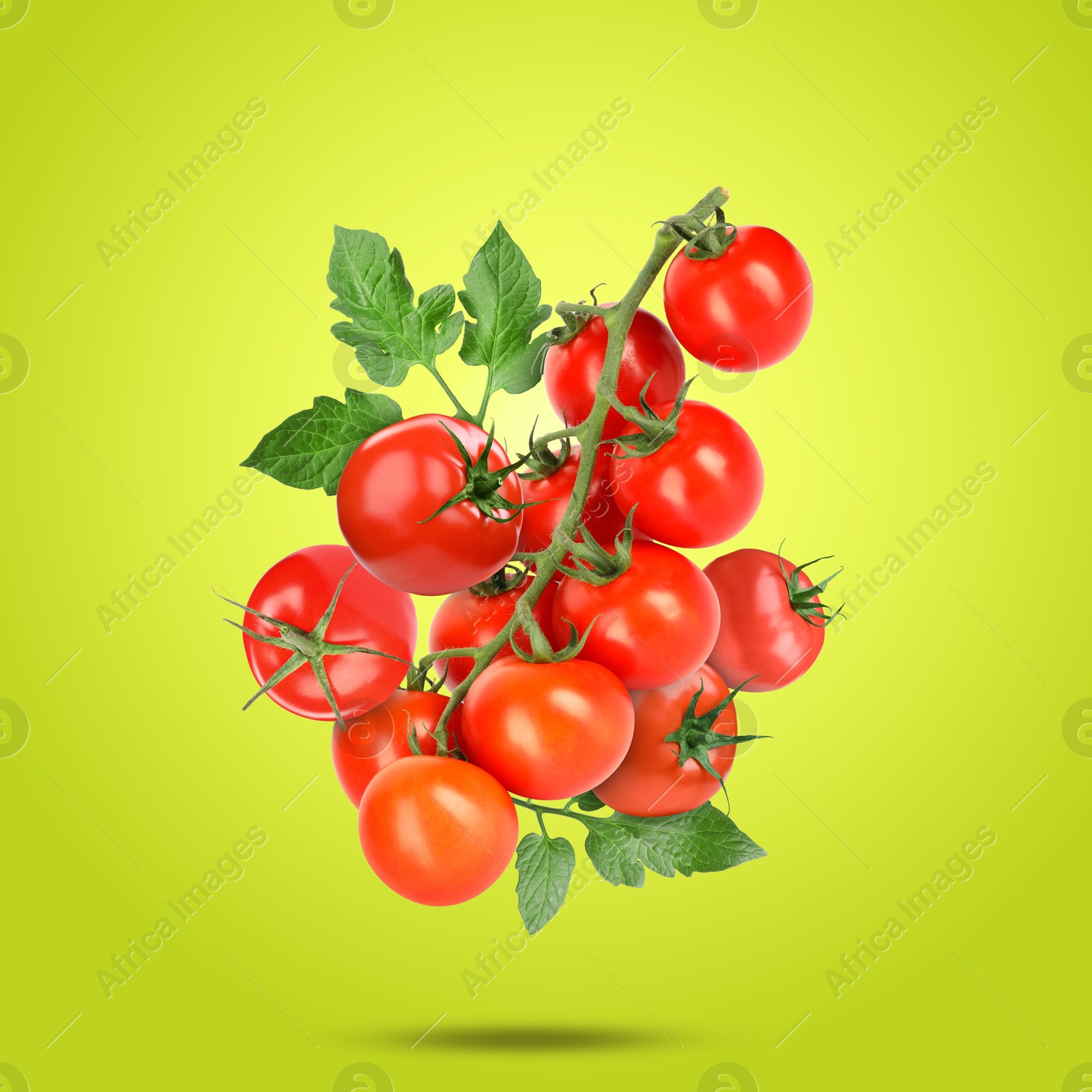 Image of Fresh tomatoes with leaves falling on yellowish green background