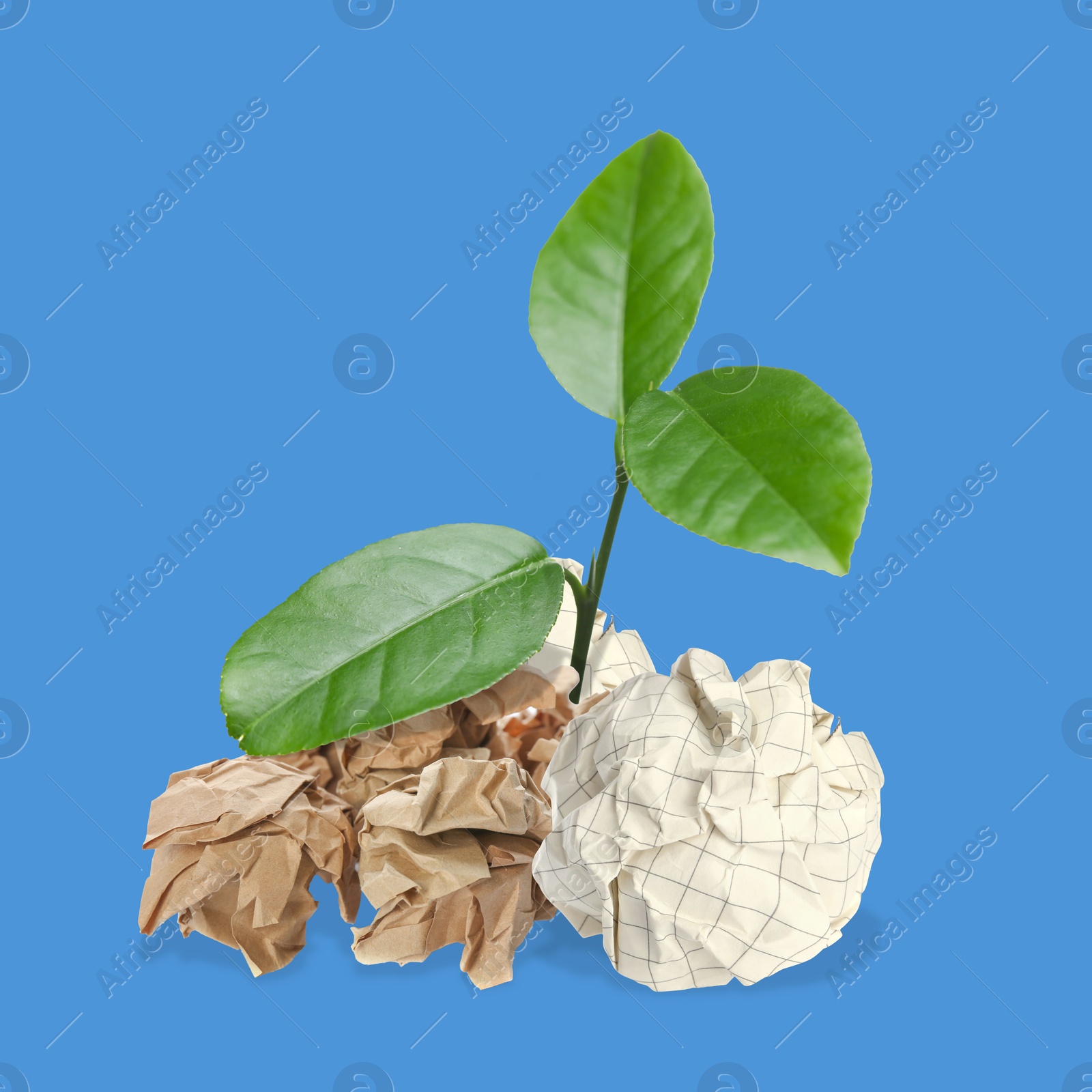 Image of Seedling with green leaves growing from crumpled paper balls on blue background. Recycling