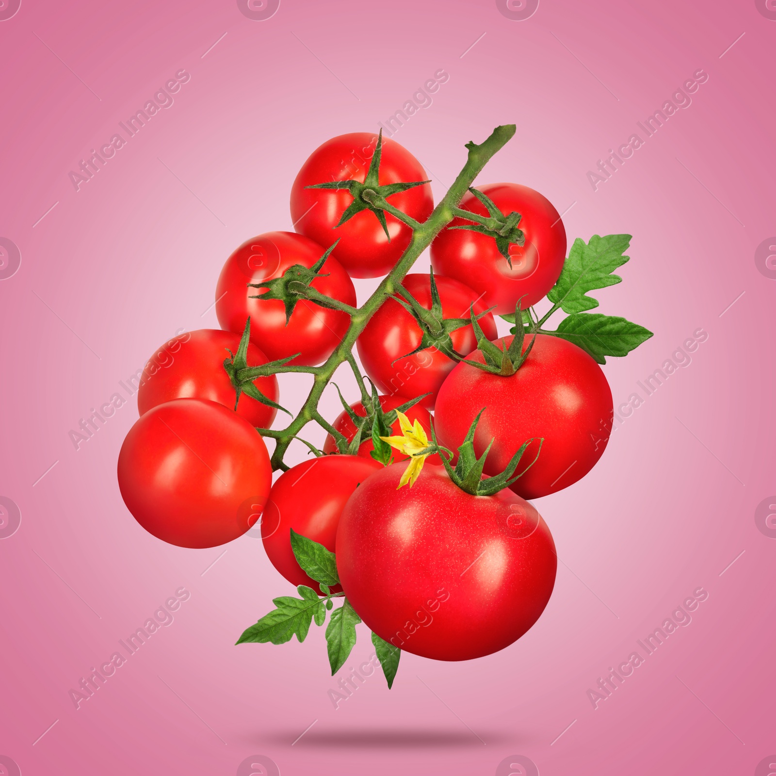 Image of Fresh tomatoes with green leaves falling on pink gradient background