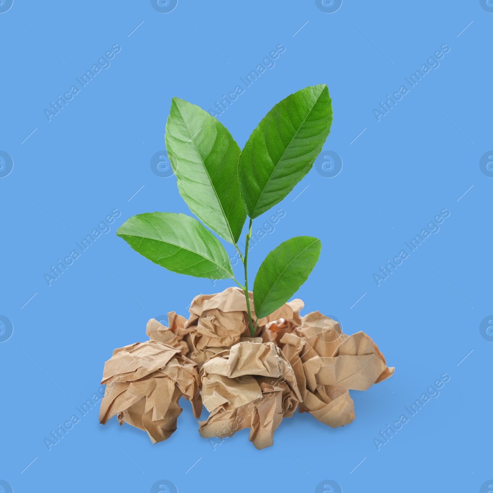 Image of Seedling with green leaves growing from crumpled paper on blue background. Recycling