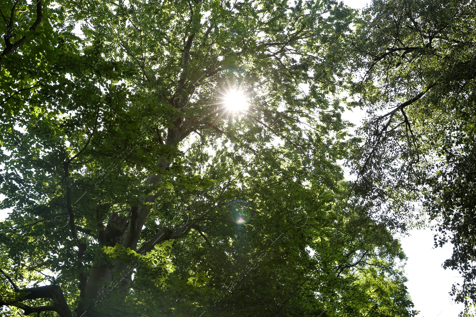 Photo of Sun shining through tree crown in forest, bottom view