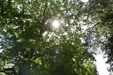 Sun shining through tree crown in forest, bottom view