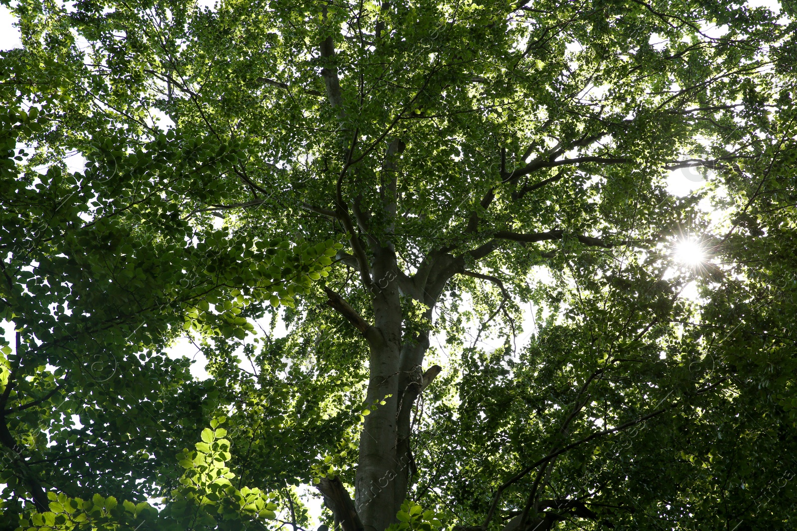 Photo of Beautiful trees with green leaves in forest, low angle view