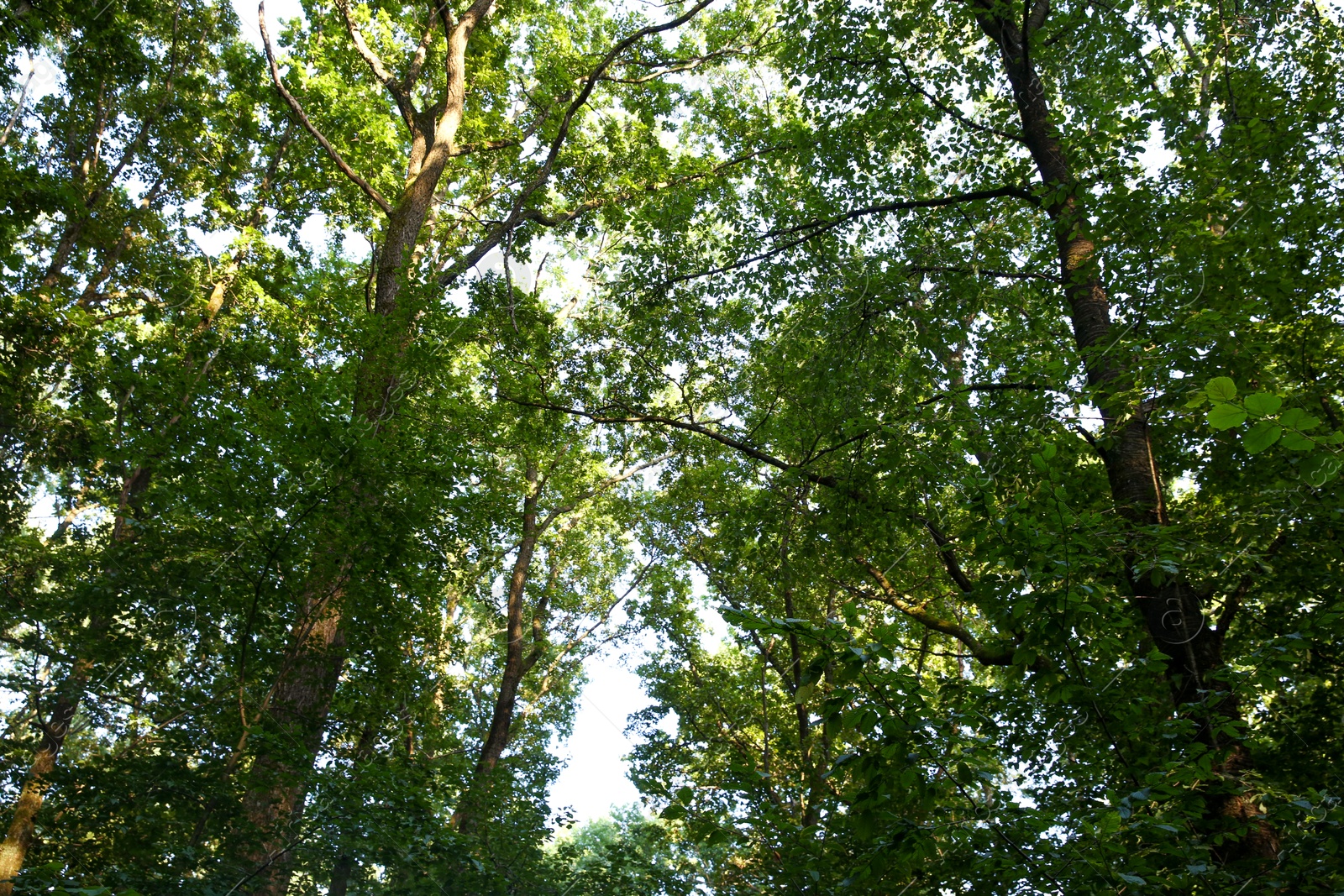 Photo of Beautiful trees with green leaves in forest, low angle view