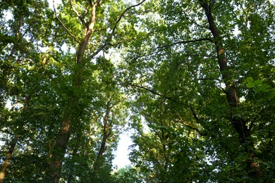 Beautiful trees with green leaves in forest, low angle view