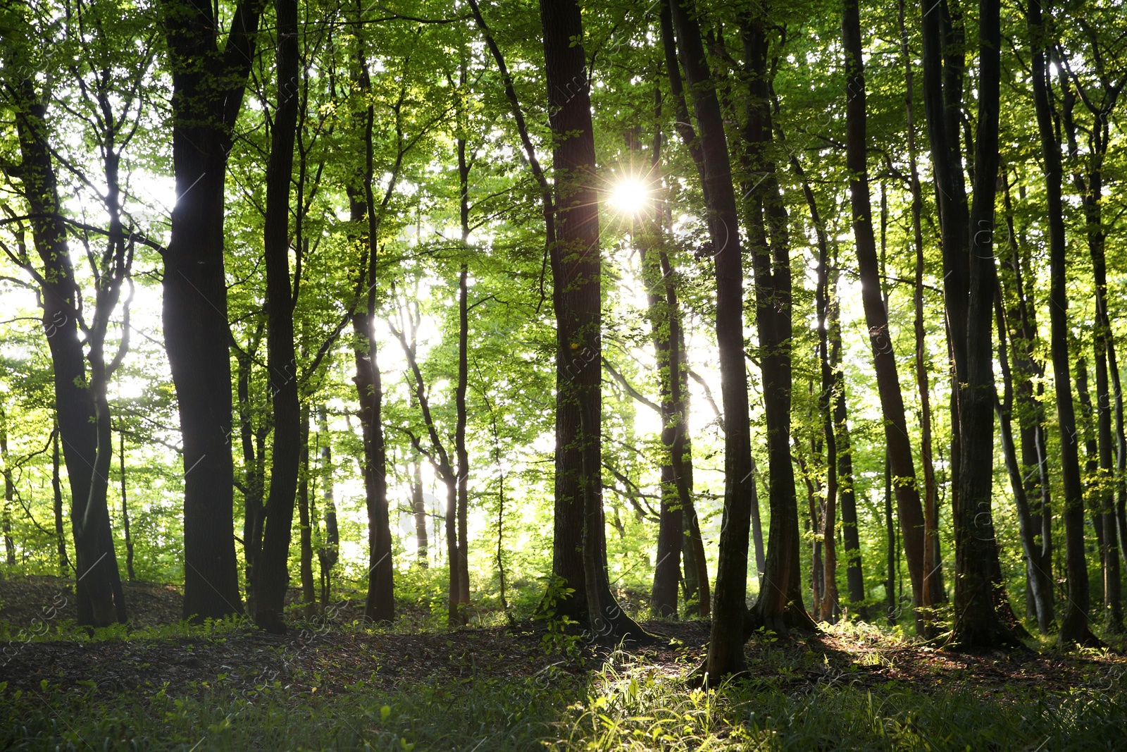 Photo of Sun shining through tree crown in forest