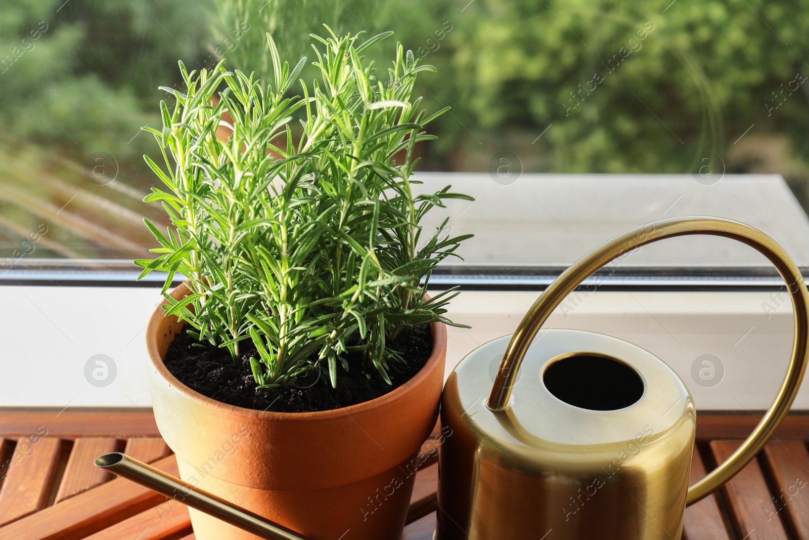 Photo of Aromatic rosemary plant in pot and watering can on wooden table near window indoors, closeup