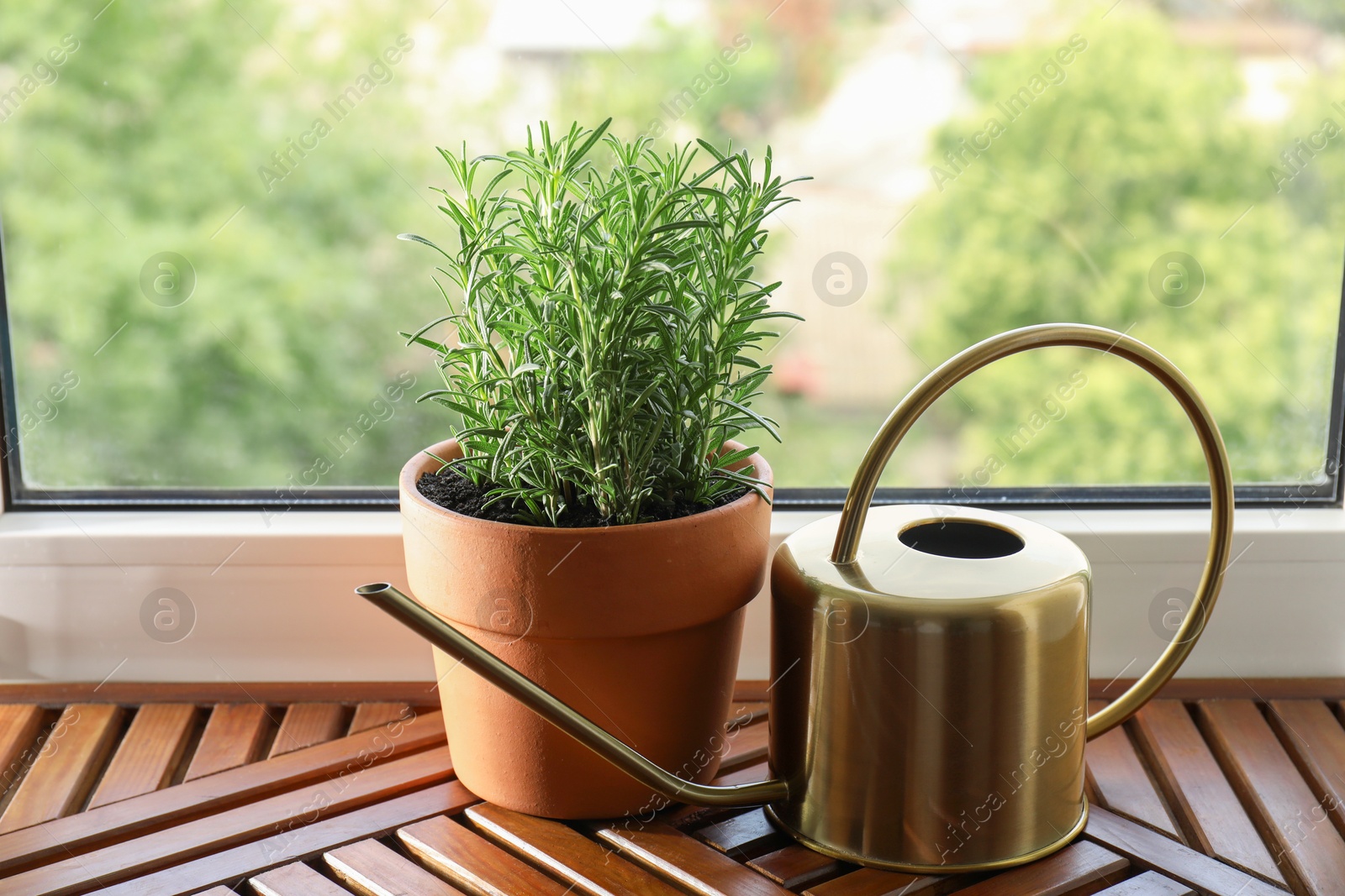 Photo of Aromatic rosemary plant in pot and watering can on wooden table near window indoors