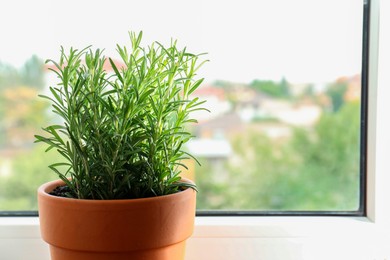 Photo of Aromatic rosemary plant in pot near window indoors, closeup. Space for text