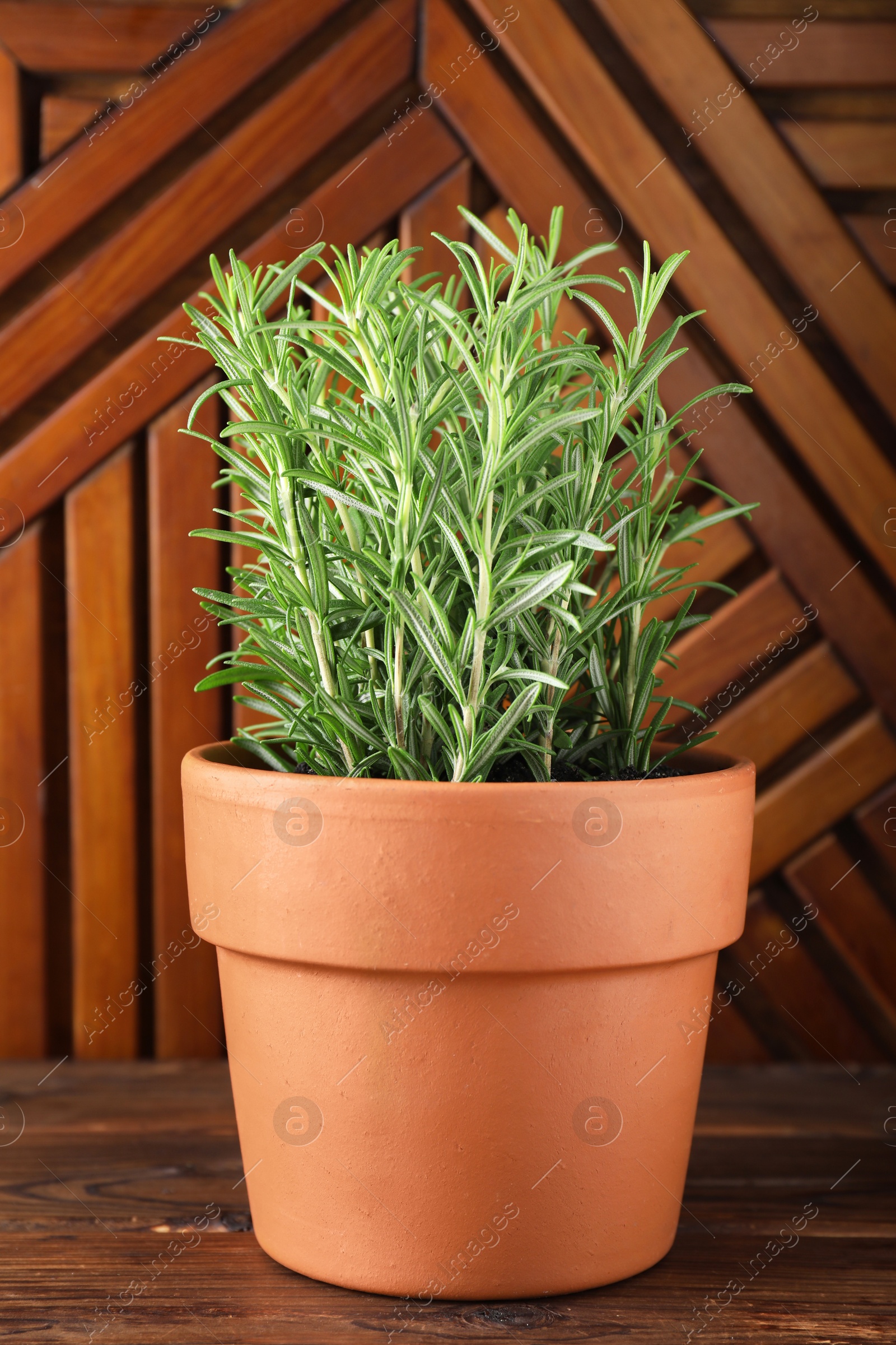 Photo of Aromatic rosemary plant in pot on wooden table