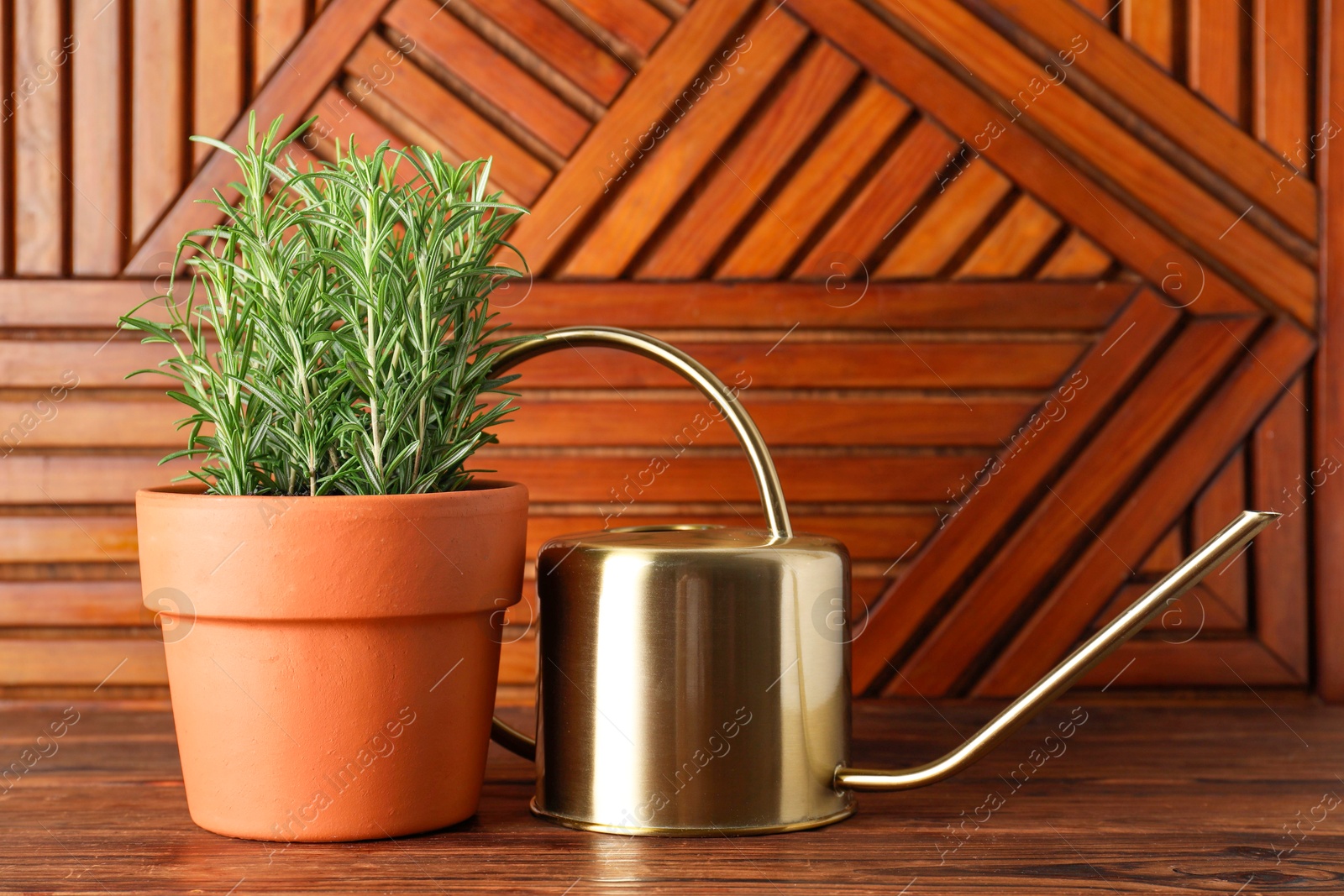 Photo of Aromatic rosemary plant in pot and watering can on wooden table