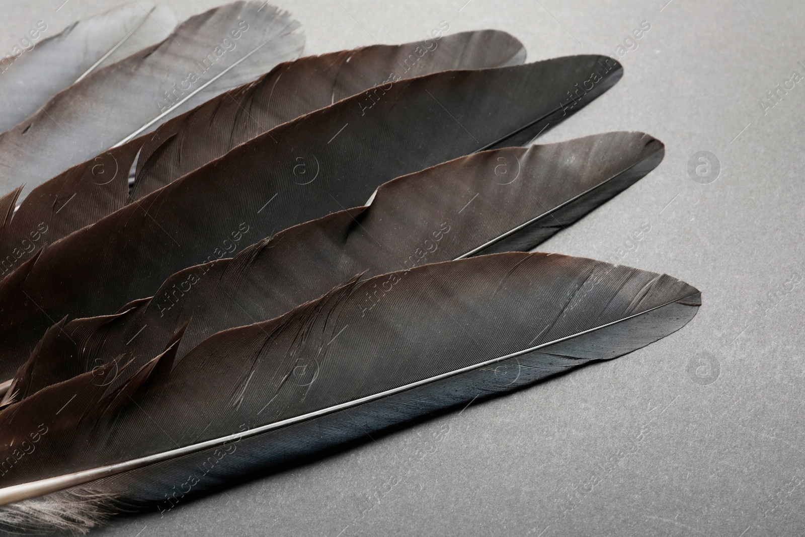 Photo of Beautiful black feathers on gray background, closeup