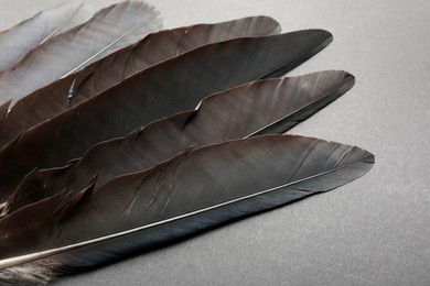 Photo of Beautiful black feathers on gray background, closeup