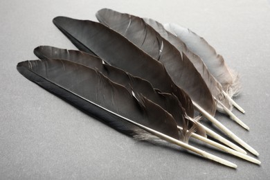 Photo of Beautiful black feathers on gray background, closeup