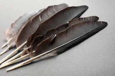 Photo of Beautiful black feathers on gray background, closeup