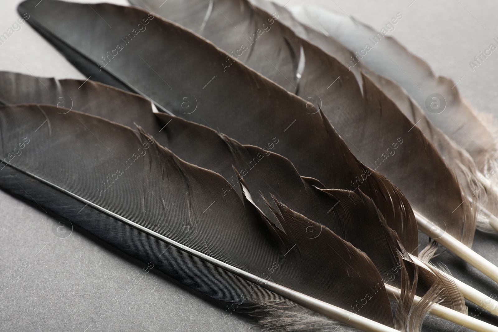 Photo of Beautiful black feathers on gray background, closeup