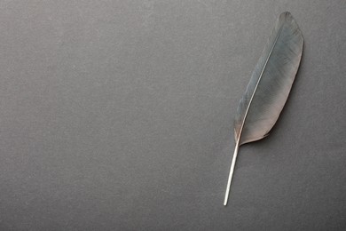 Beautiful black feather on gray background, top view. Space for text