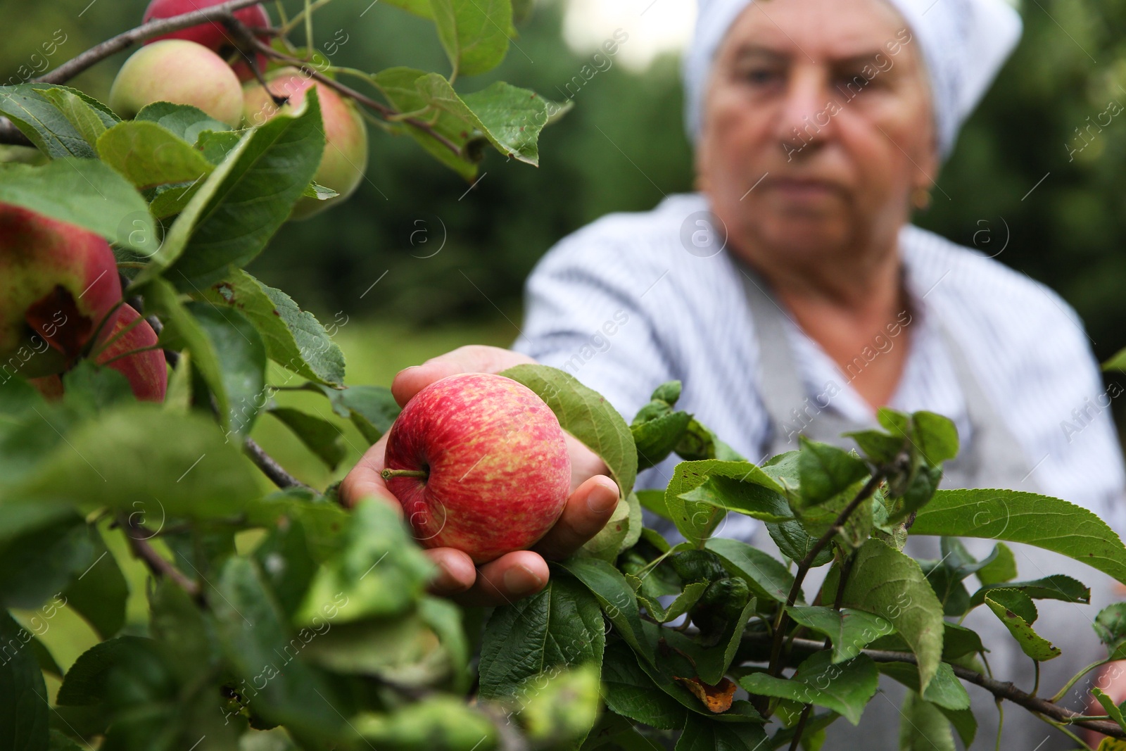 Photo of Senior woman picking ripe apples from tree outdoors, selective focus