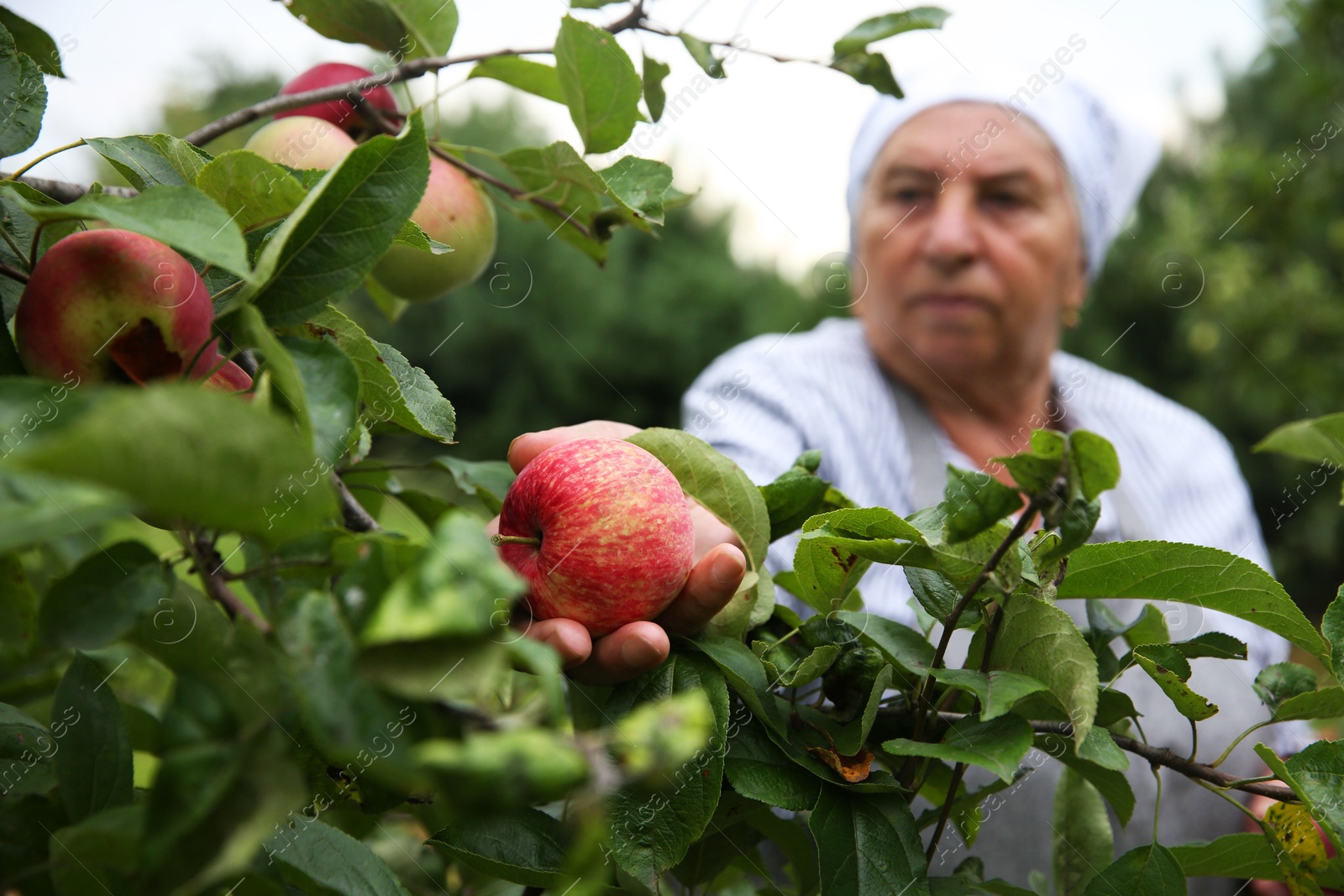 Photo of Senior woman picking ripe apples from tree outdoors, selective focus