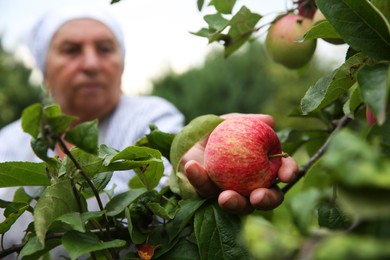 Photo of Senior woman picking ripe apples from tree outdoors, selective focus