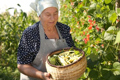 Photo of Senior farmer picking fresh pea pods outdoors