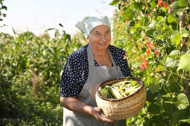 Senior farmer picking fresh pea pods outdoors