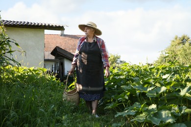 Photo of Senior farmer with wicker basket in garden