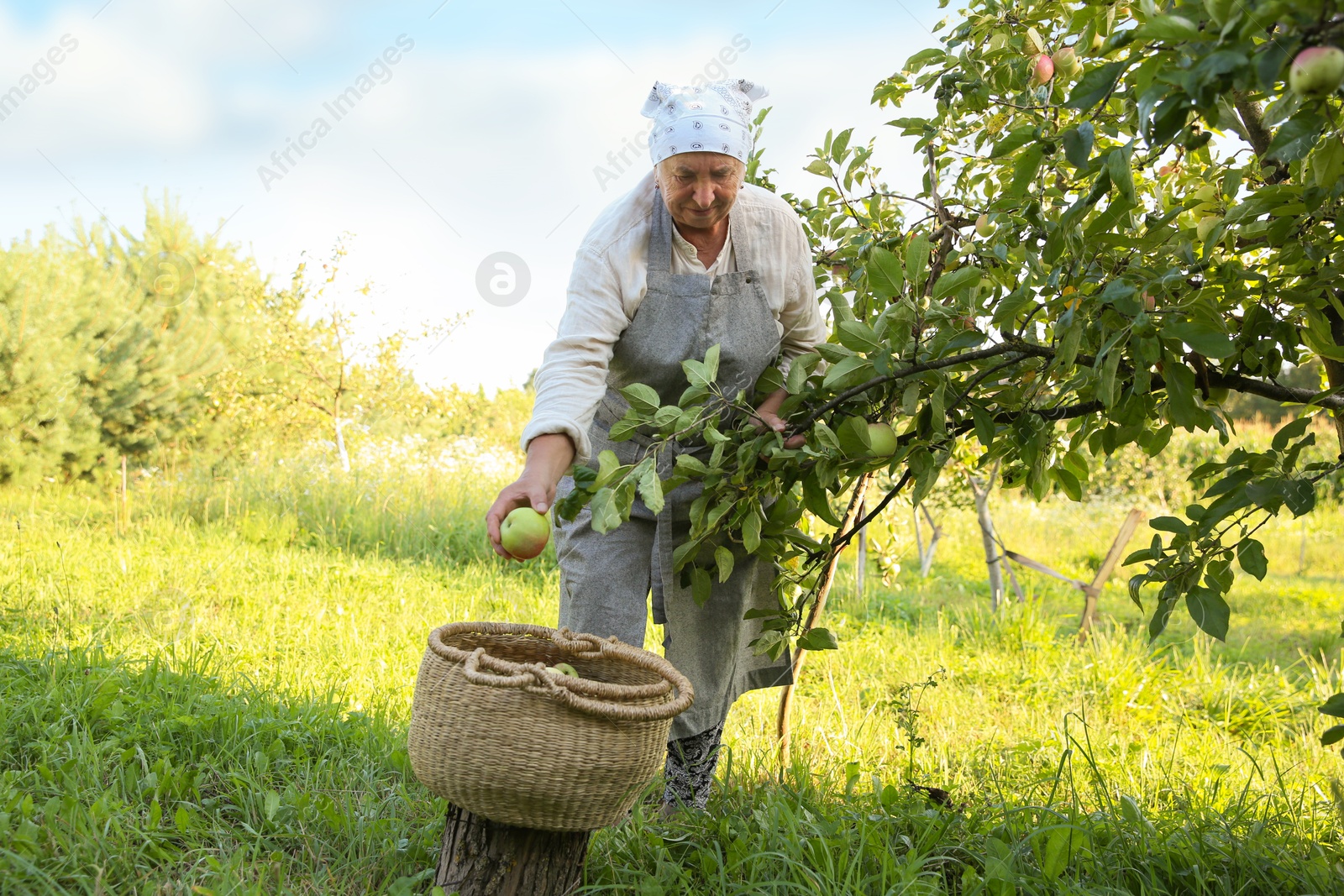 Photo of Senior farmer picking fresh ripe apples in garden