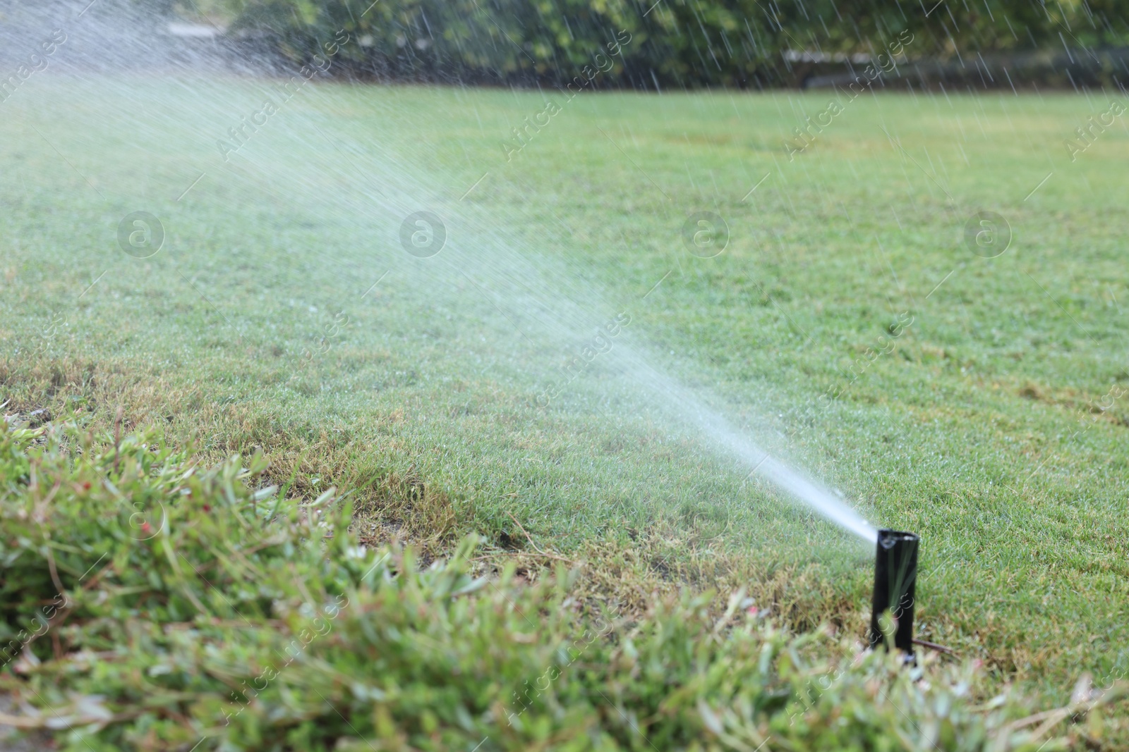 Photo of Automatic sprinkler watering green grass in garden