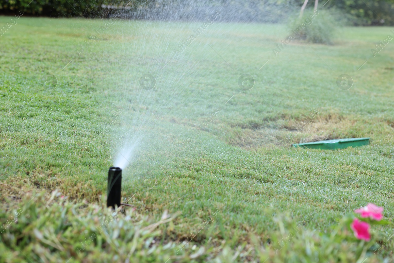 Photo of Automatic sprinkler watering green grass in garden