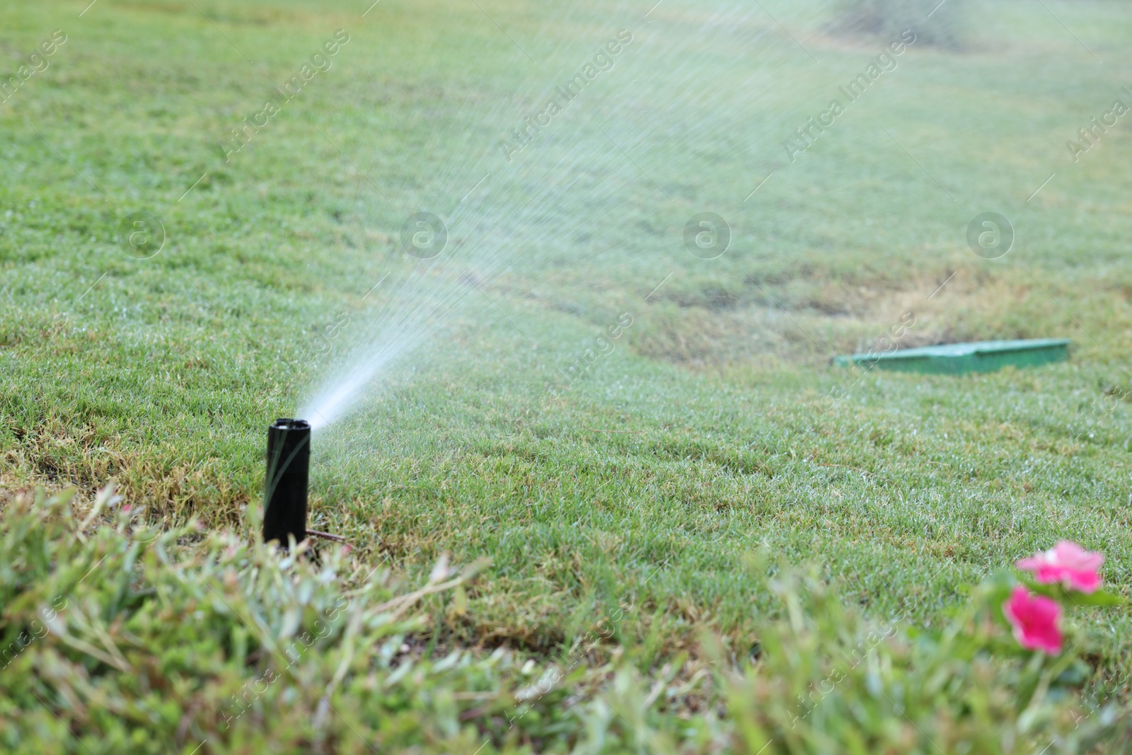 Photo of Automatic sprinkler watering green grass in garden